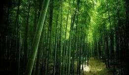 常绿干部爆料视频最新,权力背后的真相与反思